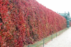 Schloss Schönbrunn_Schlossgarten_03.JPG